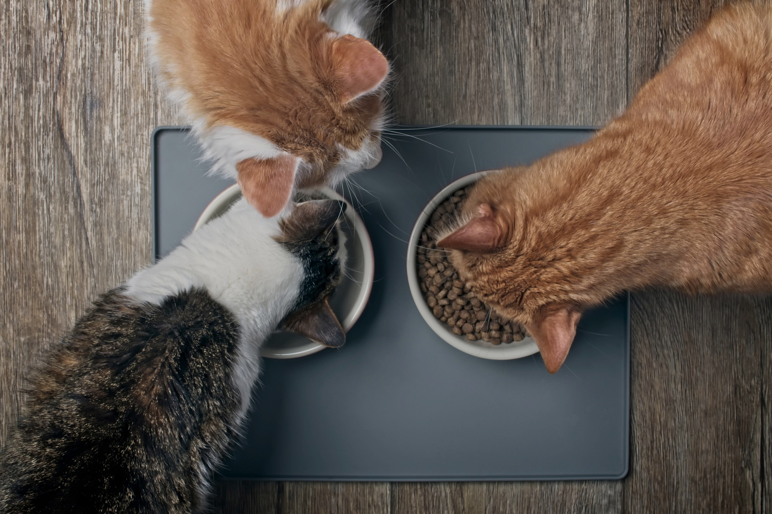 Can All Cats Eat Sterilized Cat Food?