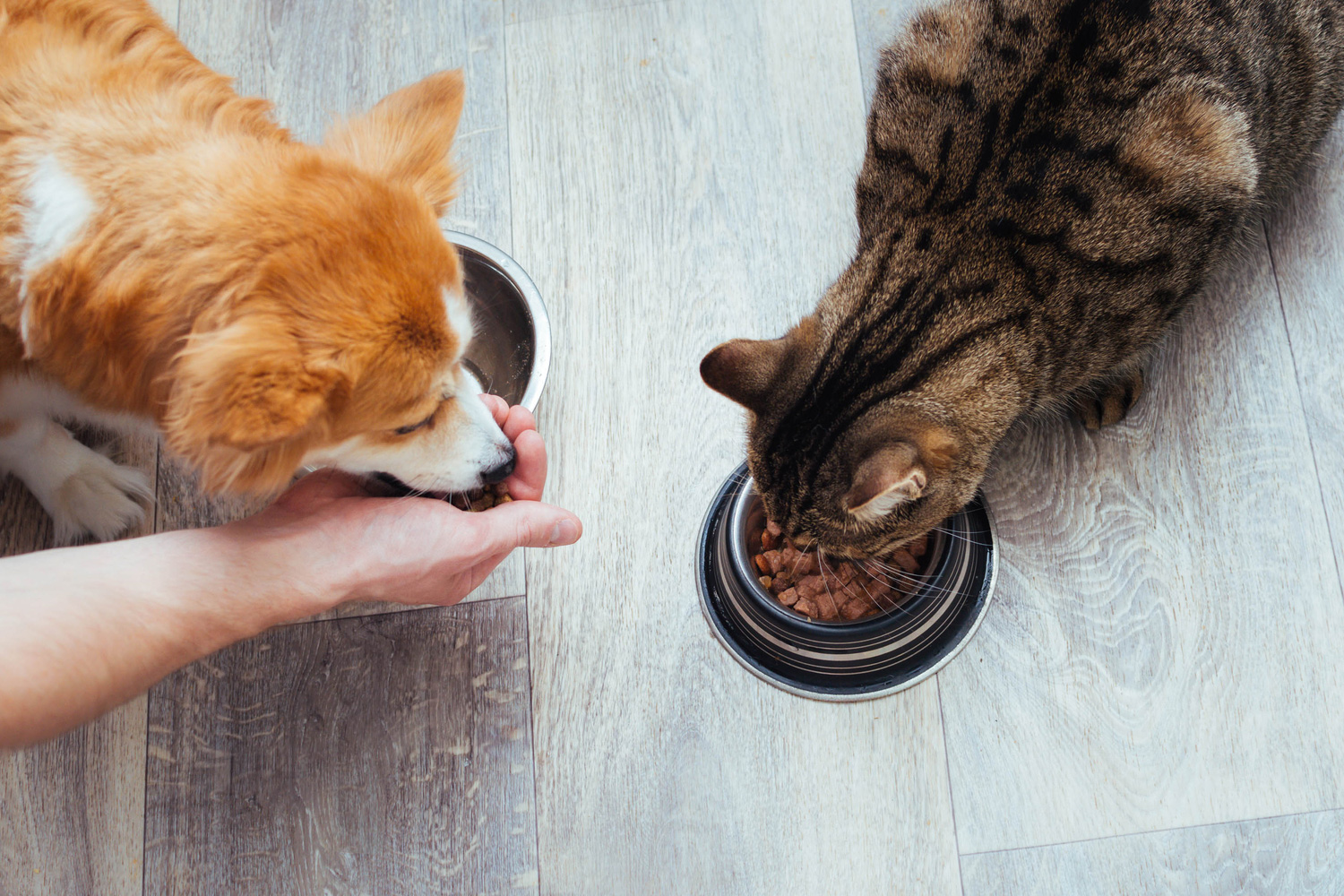 Grain-free Pet Food