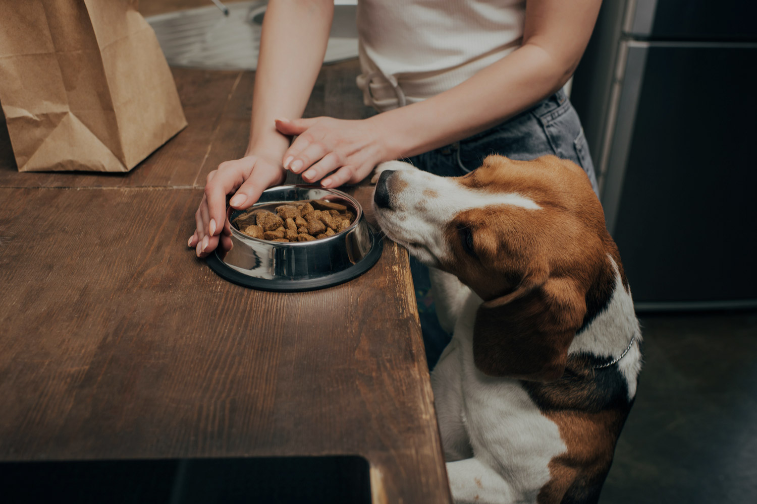 Speed Eating in Dogs